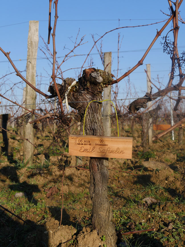 Виноградник на урожай